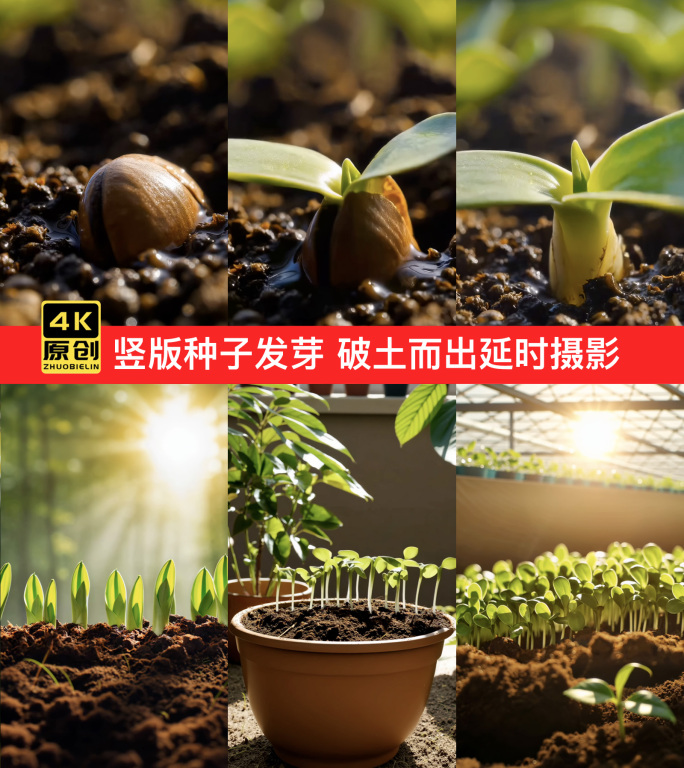 竖版种子发芽延时摄影 萌芽 破土而出种子