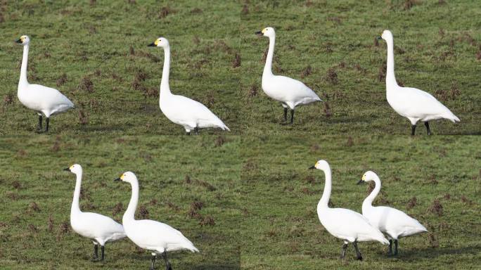 贝威克天鹅，学名Cygnus columbianus bewickii，位于英国格洛斯特郡的野禽与湿