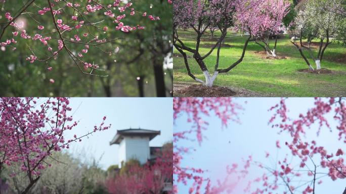 4K唯美浪漫飘落的梅花雨