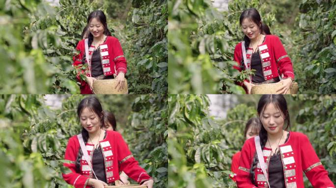 采摘咖啡豆的少数民族少女4K120P