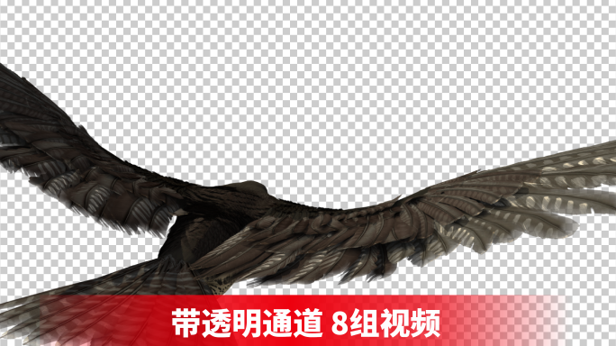 【带透明通道】鸟 雄鹰 隼 老鹰飞翔视频