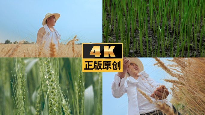 农业小麦农民三农粮食麦田面粉小麦生长麦穗