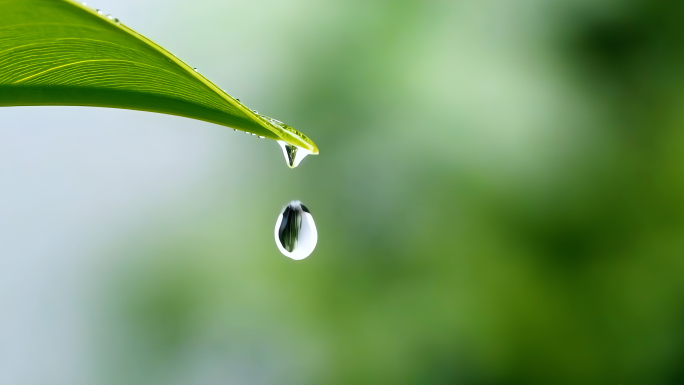 绿叶晶莹水滴树叶水滴微距晨露露珠水珠滑落
