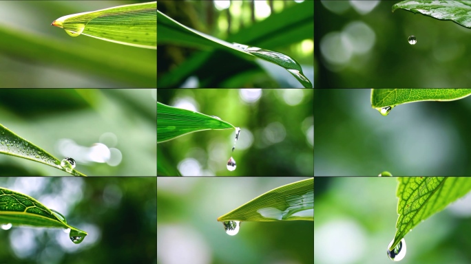 绿叶晶莹水滴树叶水滴微距晨露露珠水珠滑落
