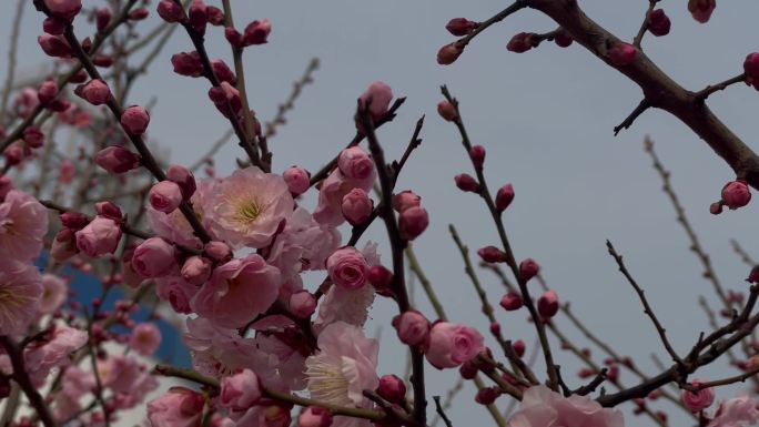 寒风中的红梅花