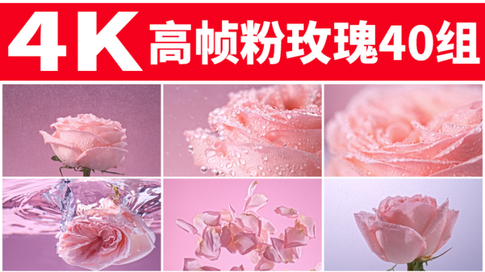水中绽放的粉色玫瑰水滴水中绽放唯美清新