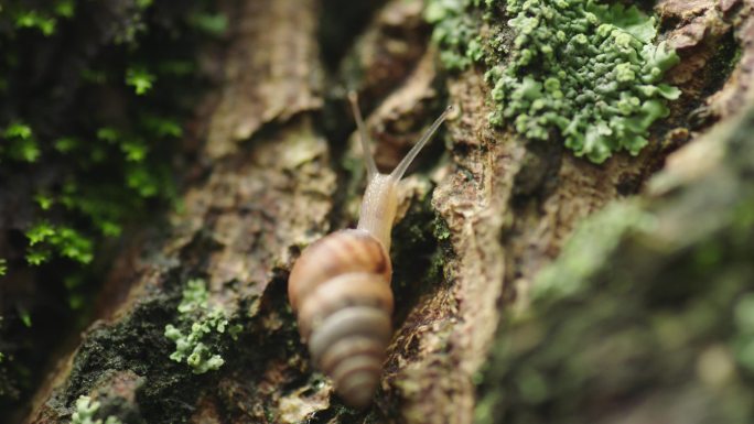 苔藓上蜗牛的慢生活