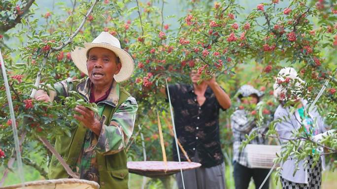 4k新鲜花椒采摘农民大红袍调味品增收致富