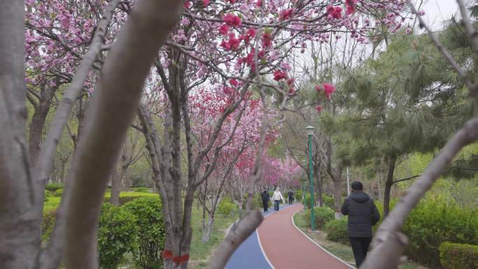 冠县 清泉河 春景 水利风景区 花 春游