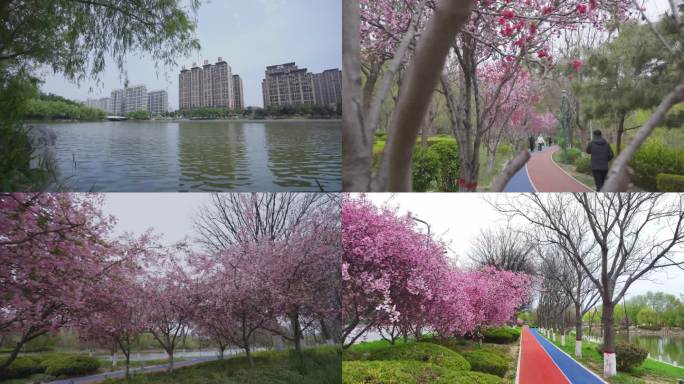 冠县 清泉河 春景 水利风景区 花 春游