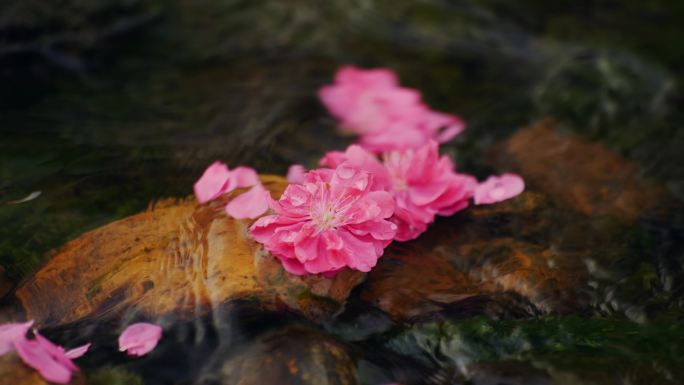 落花流水桃花流水春日美景禅意