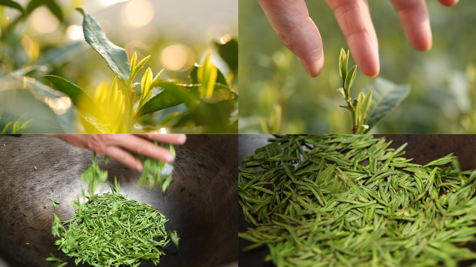 西湖龙井采摘炒制梅家坞明前龙井