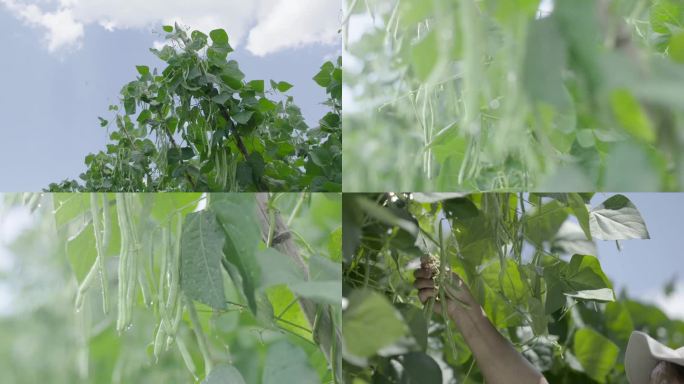 豆角采摘特写，农家蔬菜