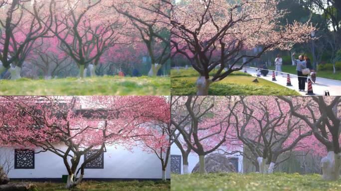 4K公园春天观赏梅花