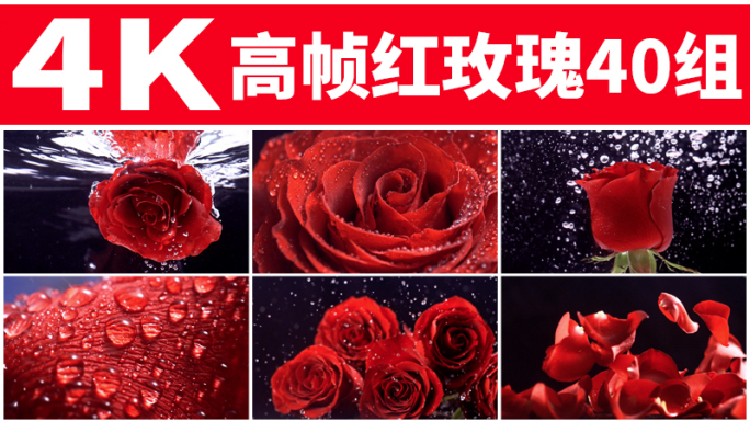 红玫瑰情人节浪漫玫瑰花瓣入水飘落水面