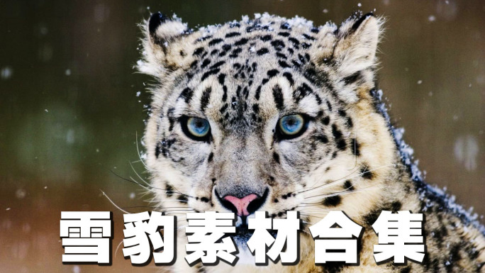 雪豹素材合集