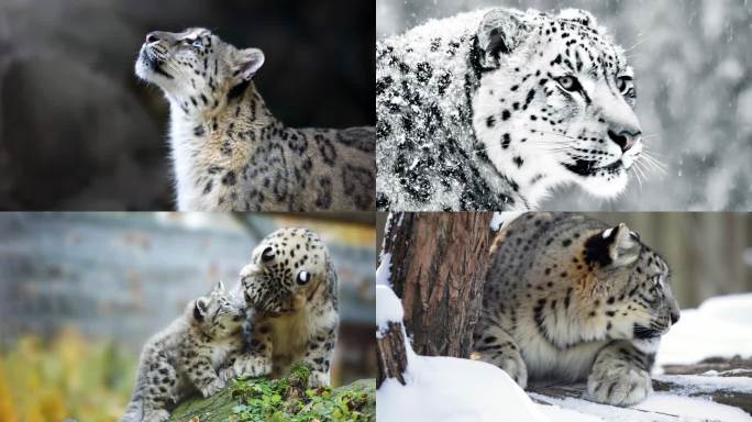 雪豹素材合集