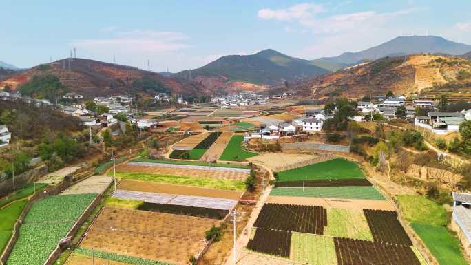 攀枝花山区农场春播A