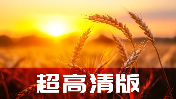 丰收在望的田园风光 无人机喷砂农药 丰收