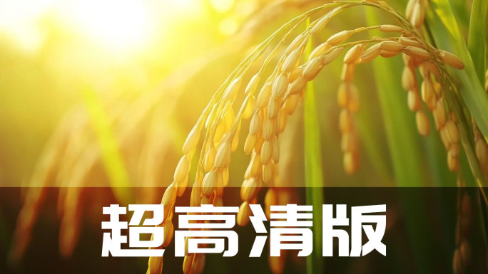 稻田丰收景象 辛勤劳作的农民