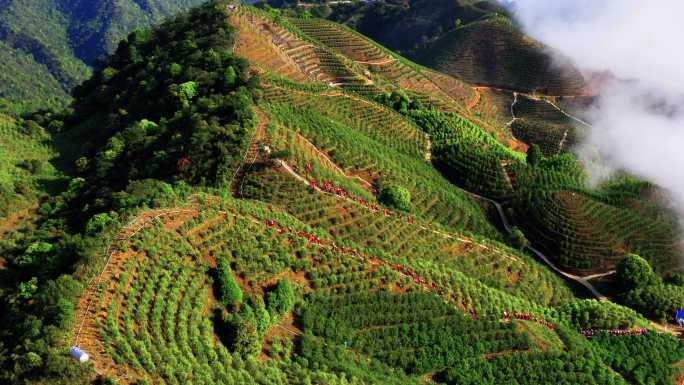 茶园采摘忙碌景象 航拍
