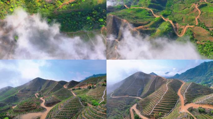 云雾缭绕的山地茶园风光