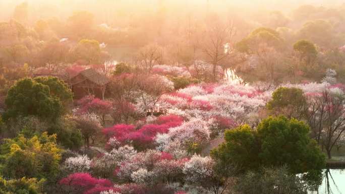 航拍西溪湿地梅花