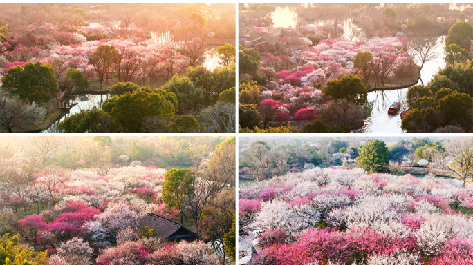 航拍西溪湿地梅花