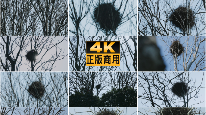 树上的鸟巢、未来感空镜、奋斗的家