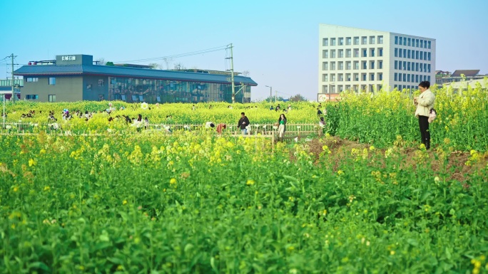 成都三元油菜花