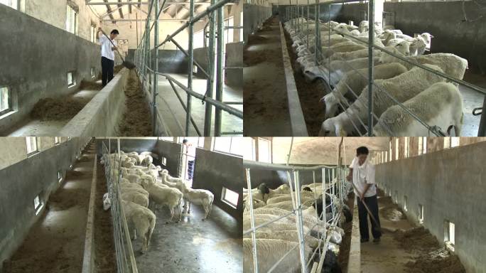 绵羊养殖 饲喂 喂料 养羊 养殖基地