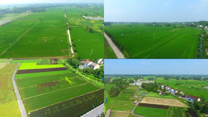富硒农业 种植基地 乡村振兴 稻田画