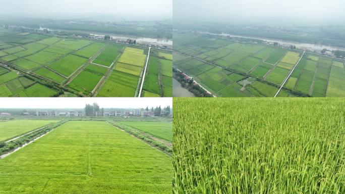 航拍农村大片绿色水稻田3