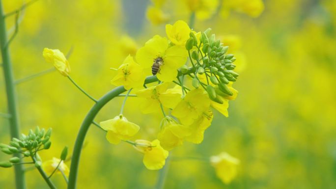 春暖花开油菜垂柳