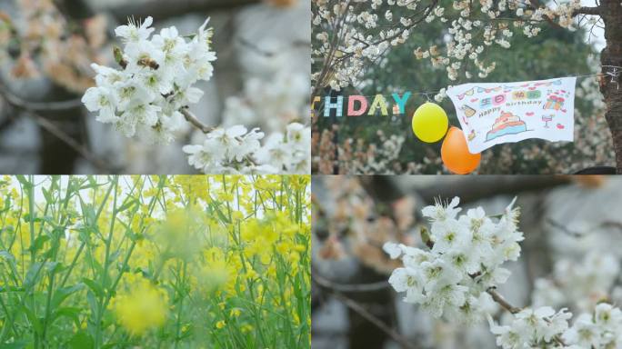 春暖花开油菜垂柳