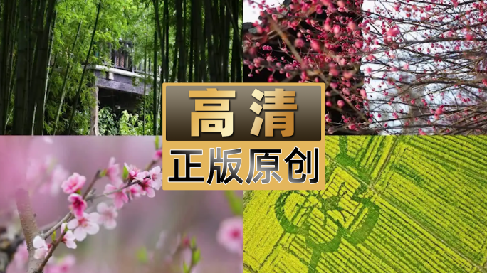 春天系列梅花桃花油菜花白梅春游杨柳春雨