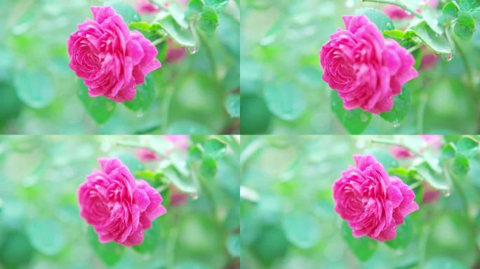 有机红玫瑰花在花园里