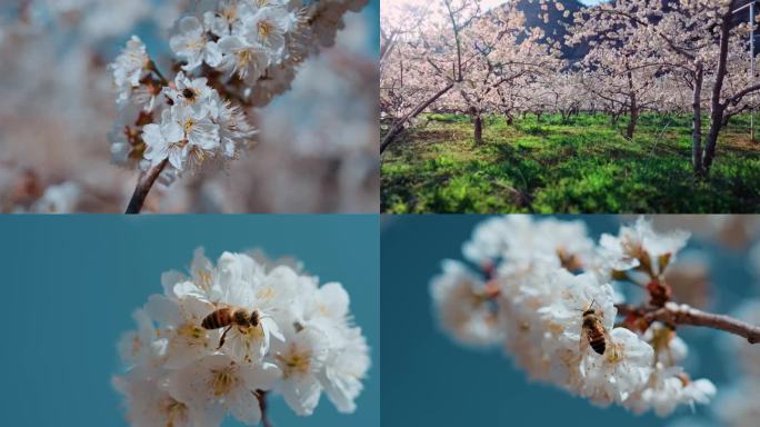 春天樱桃花4K高清素材