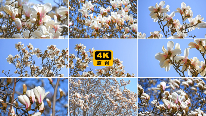 合集-春天蓝天下盛开的白色玉兰花自然风景