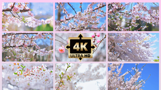 实拍4K 晚樱 樱花阳光下唯美浪漫