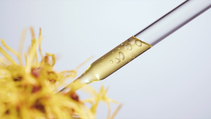 金缕梅花  金缕梅提取植萃精华
