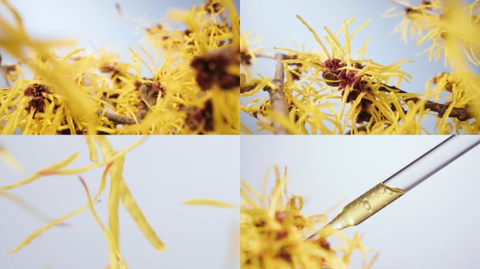 金缕梅花  金缕梅提取植萃精华