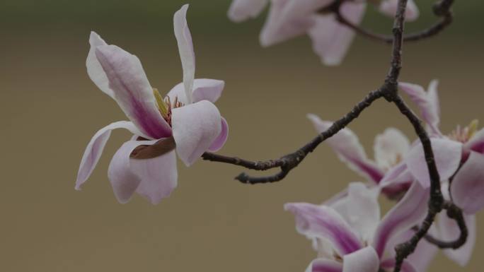 宝华玉兰 雨花台玉兰花英雄雕像同框