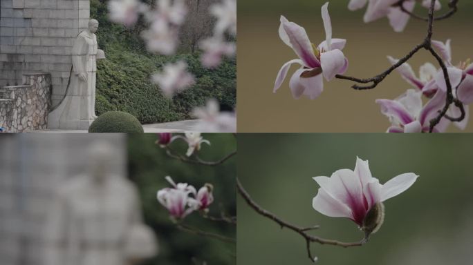 雨花台纪念碑下的玉兰花