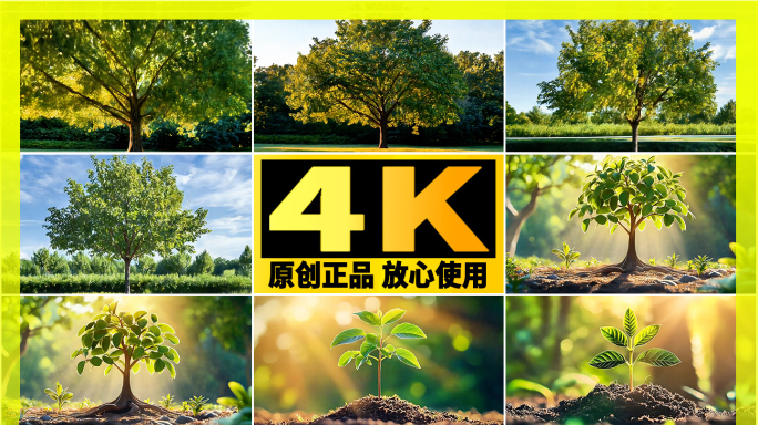 植树节 种树生长破土而出大树生长生命力