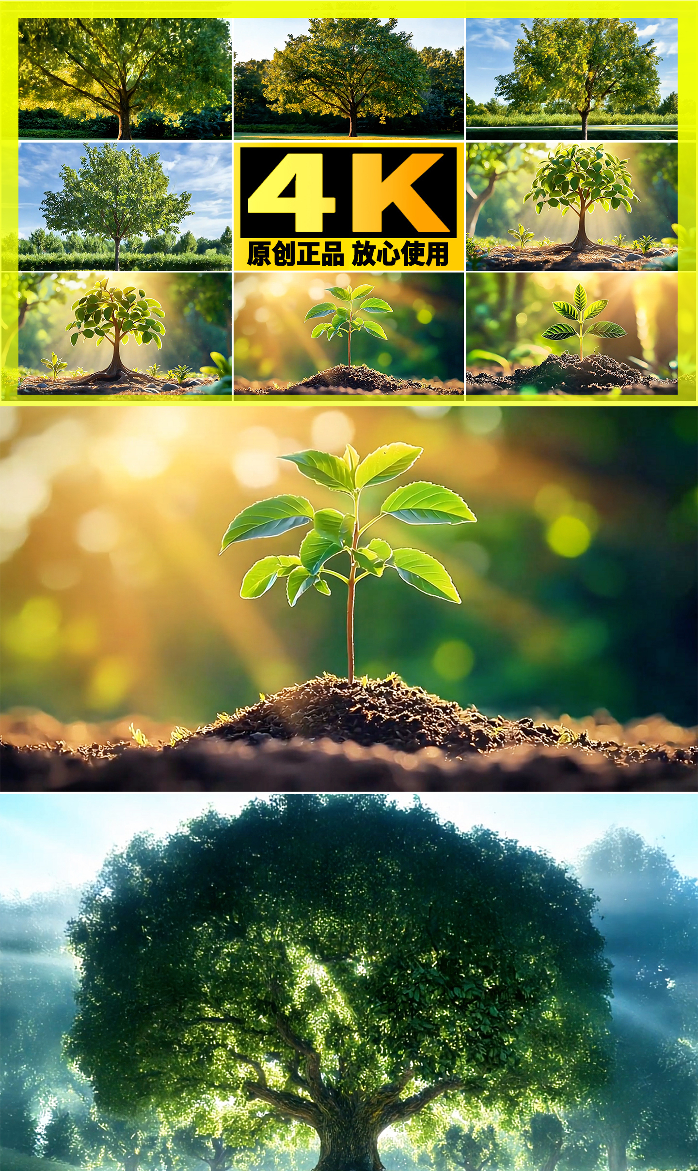 植树节 种树生长破土而出大树生长生命力