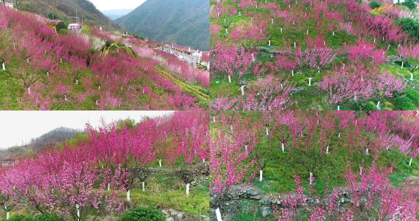 秦岭山区梅花航拍