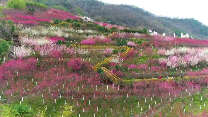 梅花航拍
