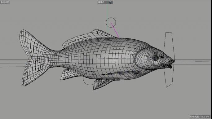 c4d绑定锦鲤鱼模型
