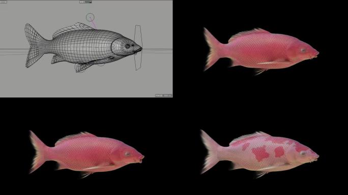 c4d绑定锦鲤鱼模型